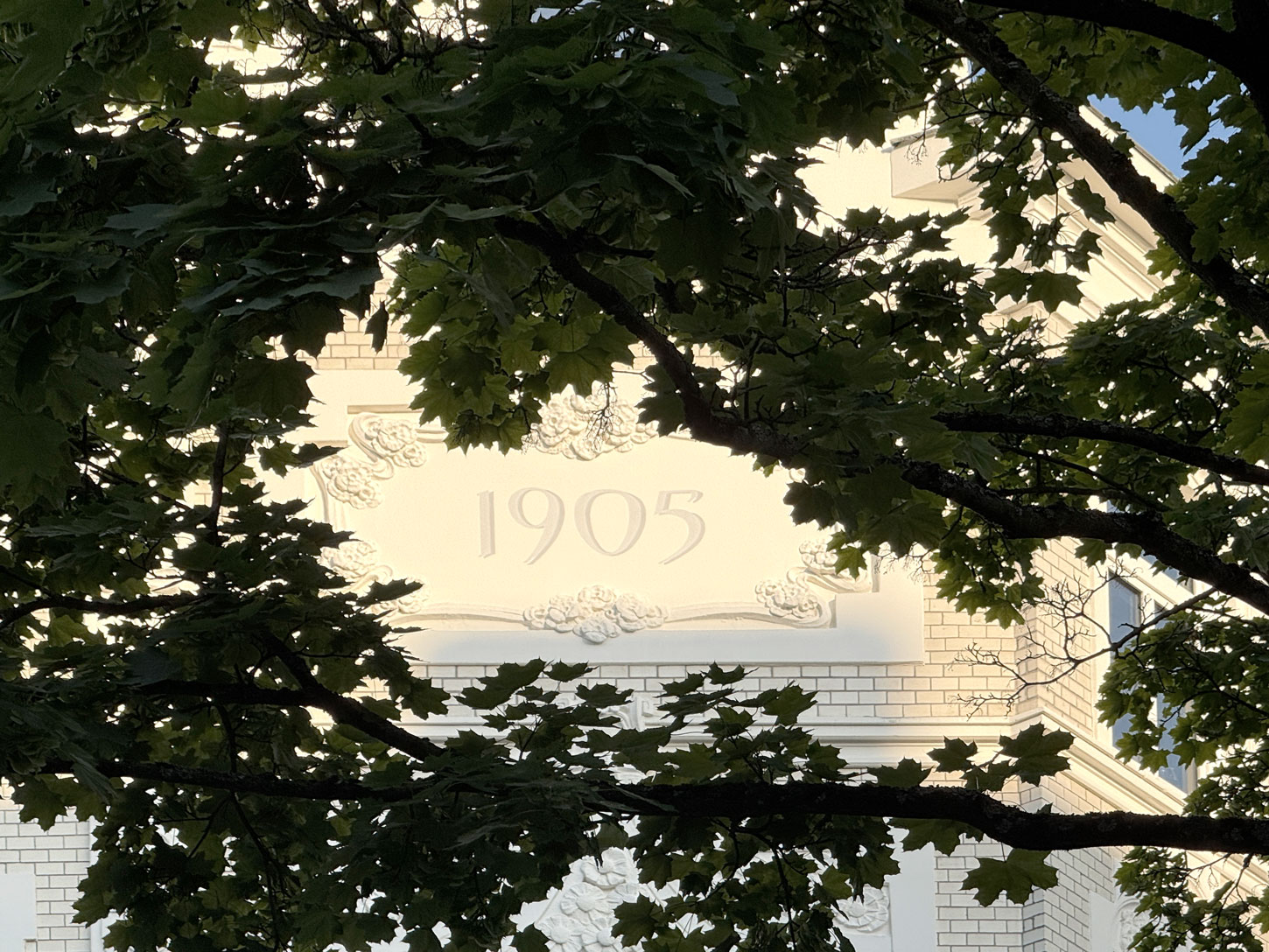 Blick durch einen Baum auf eine Hausfassade